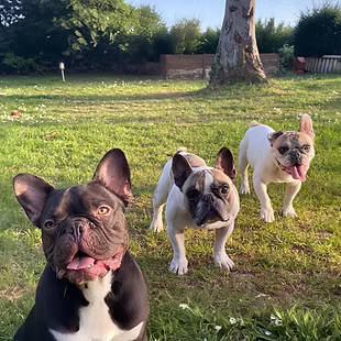 Bruce, Alfred & Roberto – die Salonhunde